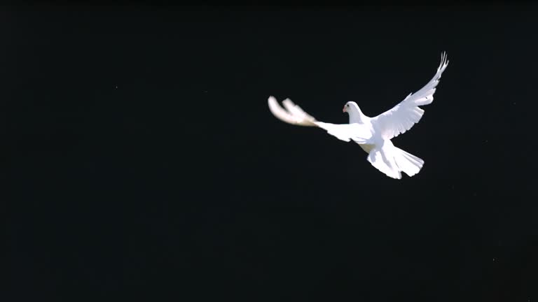 Doves fly against black background, slow motion